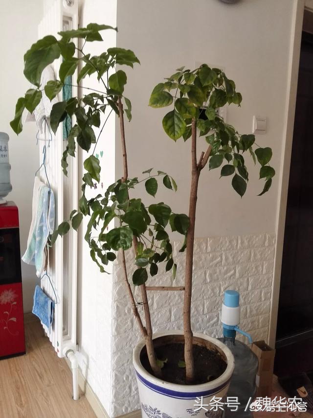 绿宝剪根后黄叶,绿宝冬天怎么浇水