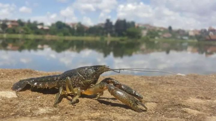 nature子刊基因,nature子刊博士引进