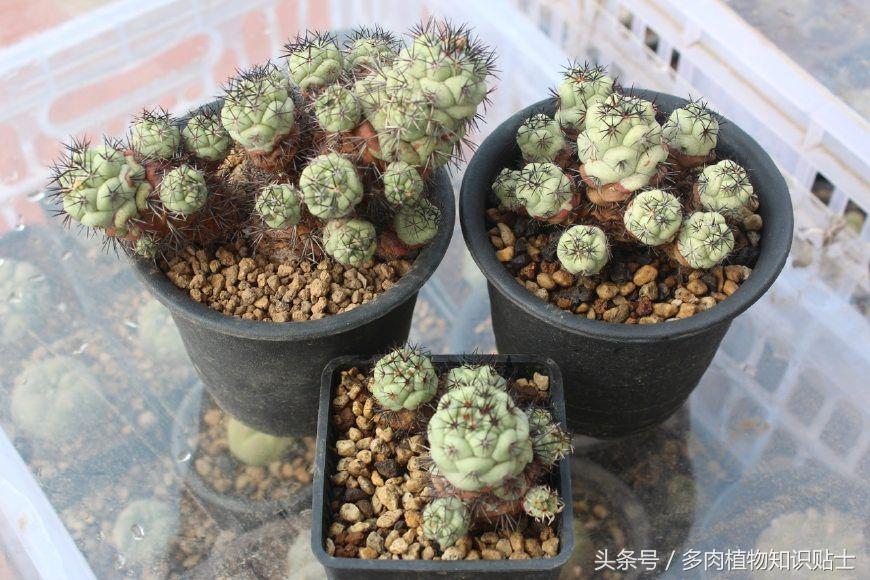 多肉植物每日品种介绍紫锦,帝王丸仙人球产地