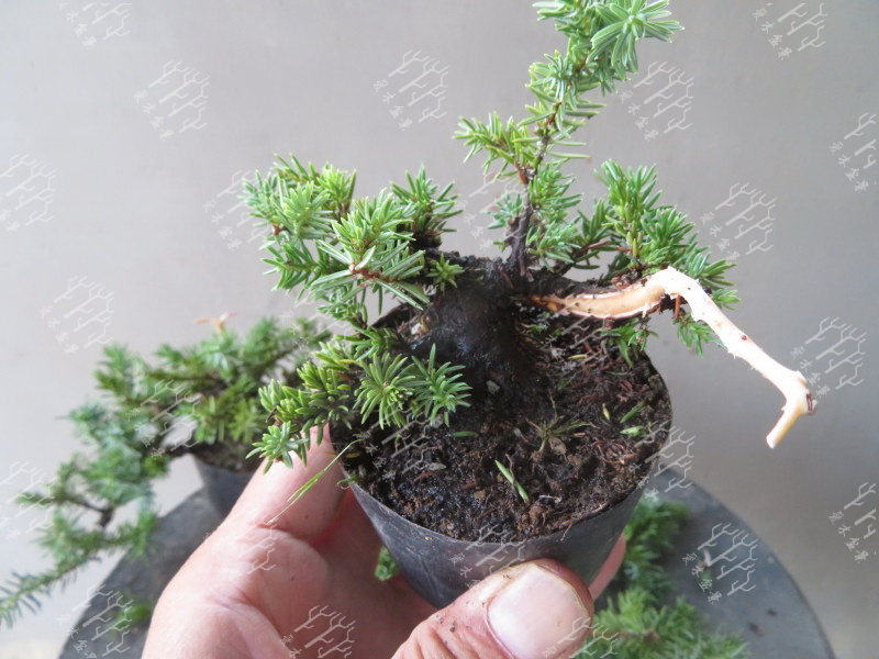 多大的真柏可以做舍利,迷你舍利崖柏