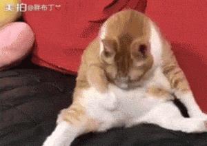 胖猫特别爱美，敷面膜的时候就像是一个小贵妇