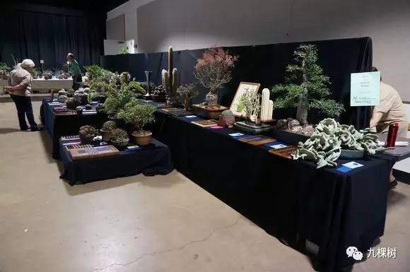 多肉万象最贵的品种,全世界最贵的多肉植物都有哪些