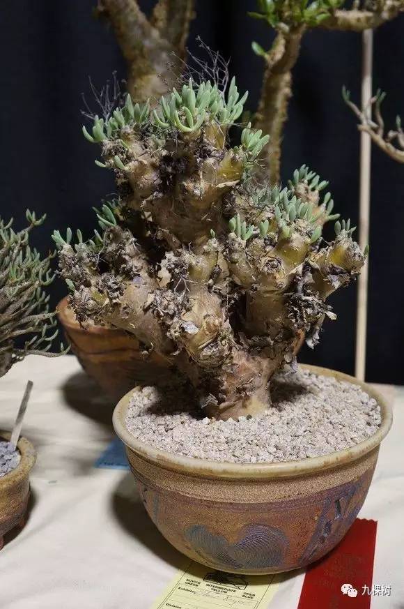 多肉万象最贵的品种,全世界最贵的多肉植物都有哪些