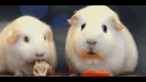 用ps做动画好还是flash好,现在flash还能制作动画吗