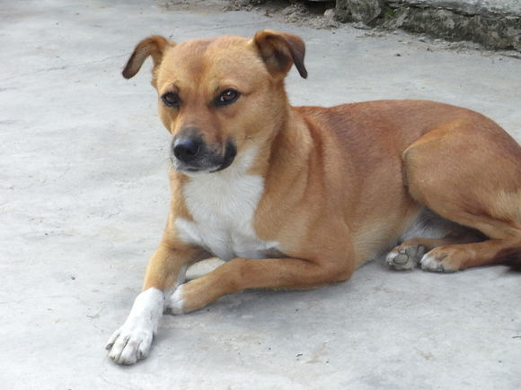 可爱又好养的宠物狗有哪些品种,可爱萌宠好养的宠物狗