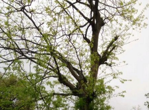 皂荚树的种植技术和管理,皂荚树价值和用途