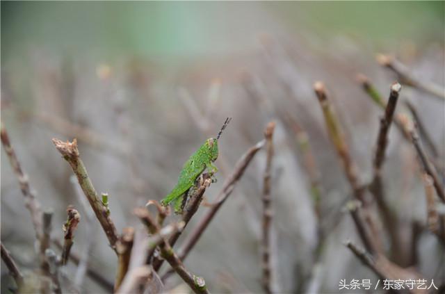 安溪种植茶叶的有利自然条件,安溪种植茶叶的情况介绍