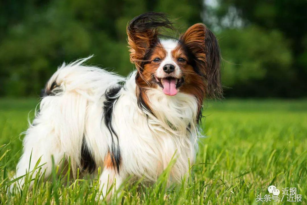 你没见过的“汪星人”都在这了！狗年就让它们来萌“化”你吧