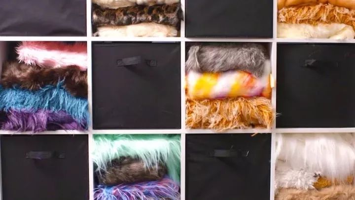 坎贝尔泰迪熊,坎贝尔金丝熊