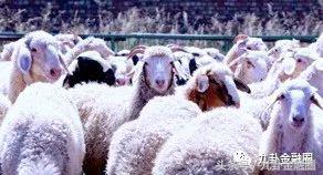 九卦｜当一个牧民遇上金融科技，道口贷改变了什么？