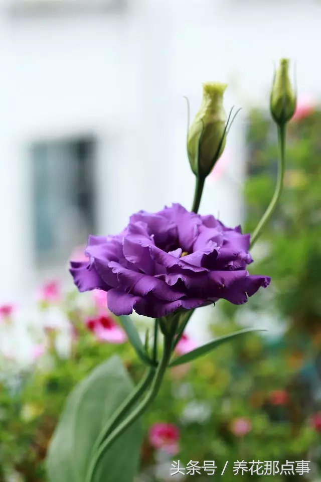 鍐板ぉ闆湴鑺辨捣,鍏ュ啲杩樿兘鐪嬪埌鑺辨捣