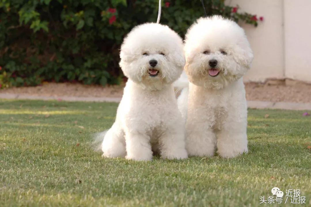 你没见过的萌宠,你没见过的宠物