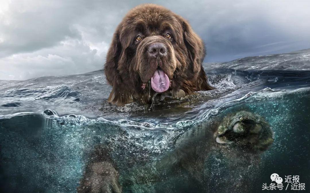 你没见过的萌宠,你没见过的宠物