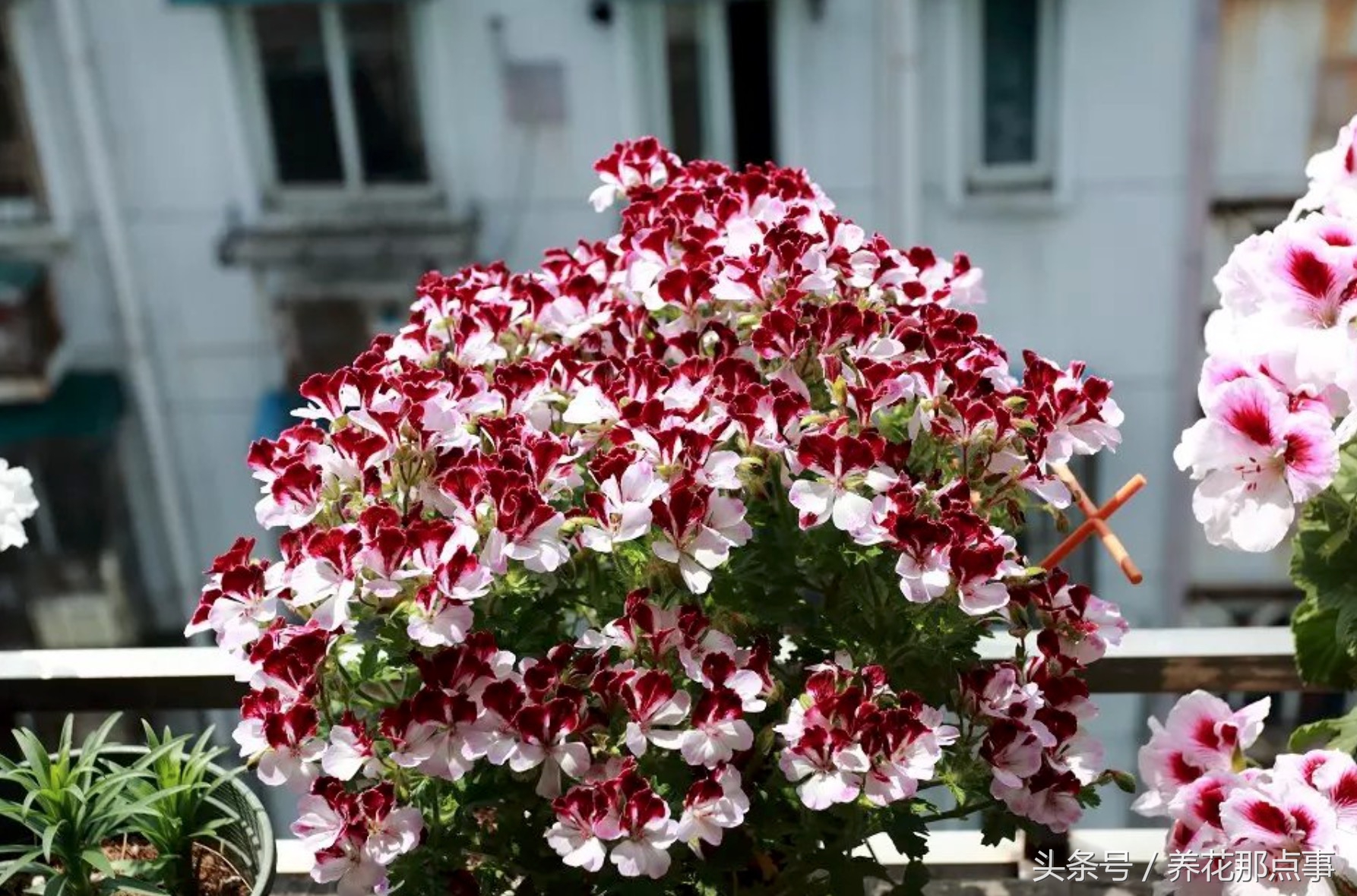 鍐板ぉ闆湴鑺辨捣,鍏ュ啲杩樿兘鐪嬪埌鑺辨捣