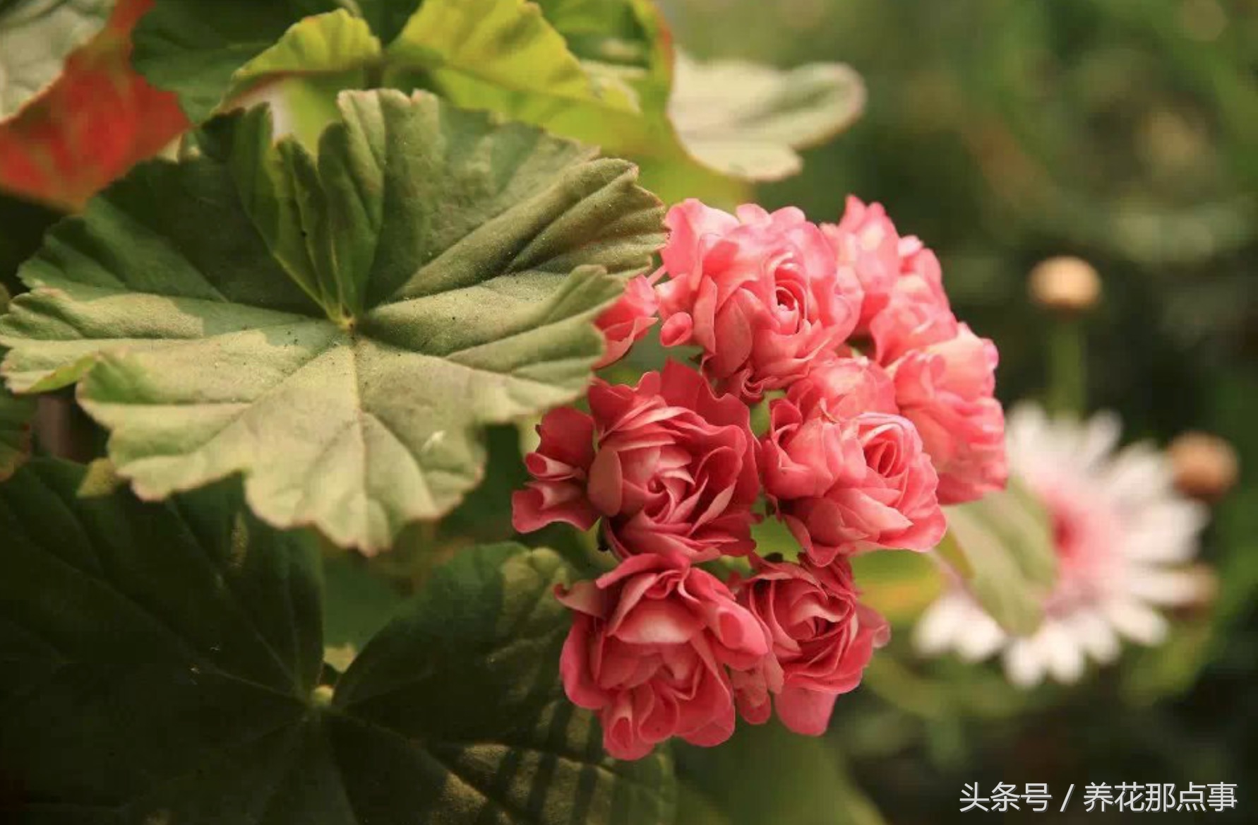 鍐板ぉ闆湴鑺辨捣,鍏ュ啲杩樿兘鐪嬪埌鑺辨捣