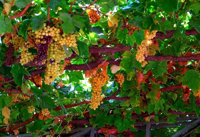 吐鲁番葡萄甜的原因,为什么新疆的葡萄最好