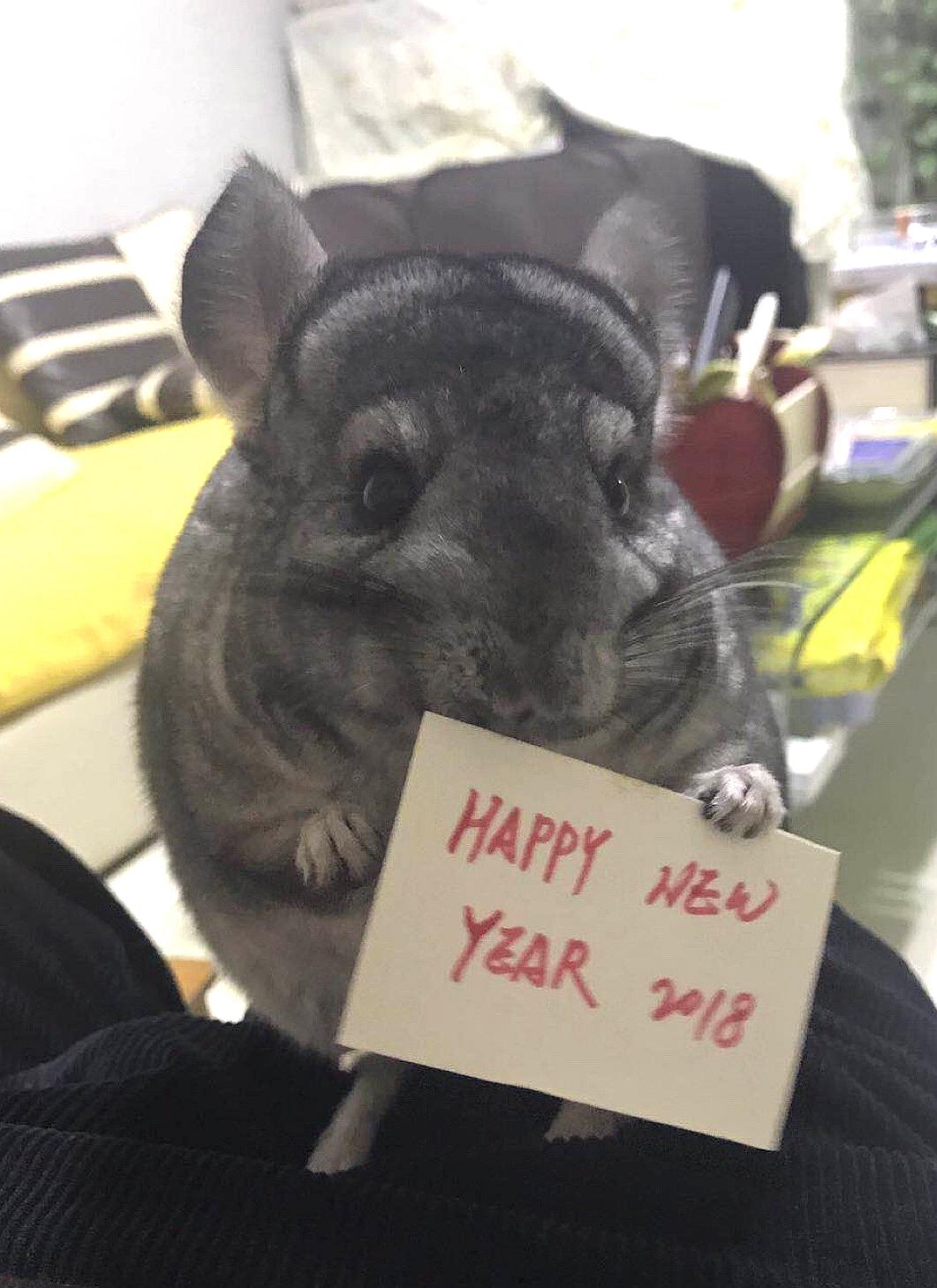 龙猫老是拉粑粑在窝里,龙猫爱拉屎吗