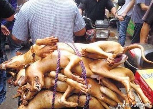 为什么说狗肉滚三滚神仙站不稳,狗肉滚三滚神仙站不稳英语