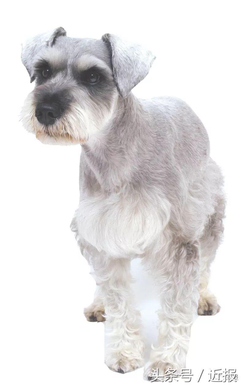 你没见过的萌宠,你没见过的宠物