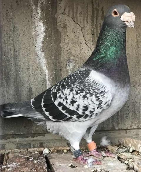 天落最喜欢进什么鸽棚,天落鸽喜欢落到什么地方