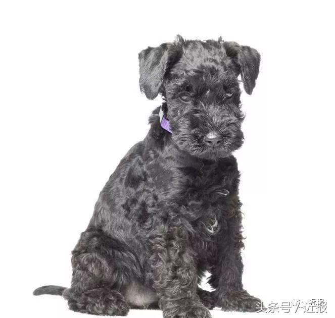 你没见过的“汪星人”都在这了！狗年就让它们来萌“化”你吧