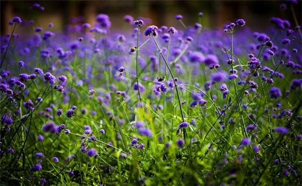 北京情人节约会攻略,情人节最适合情侣约会的地方