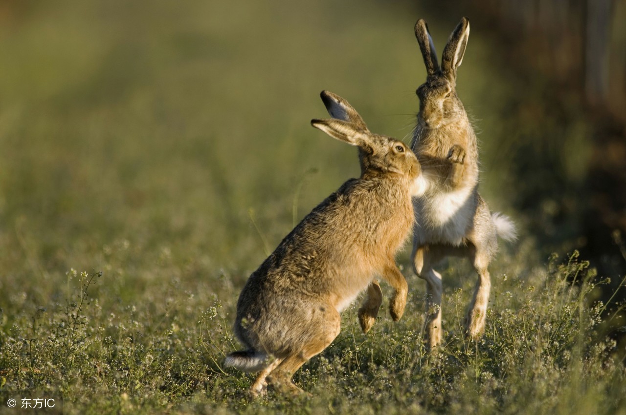 2018农村养殖业什么最赚钱？适合农村养殖业的项目。