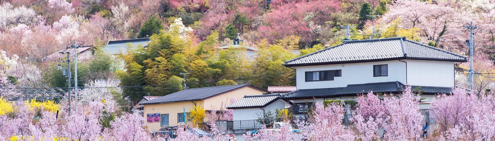 日本旅游合适吗,日本旅游真的值得去么