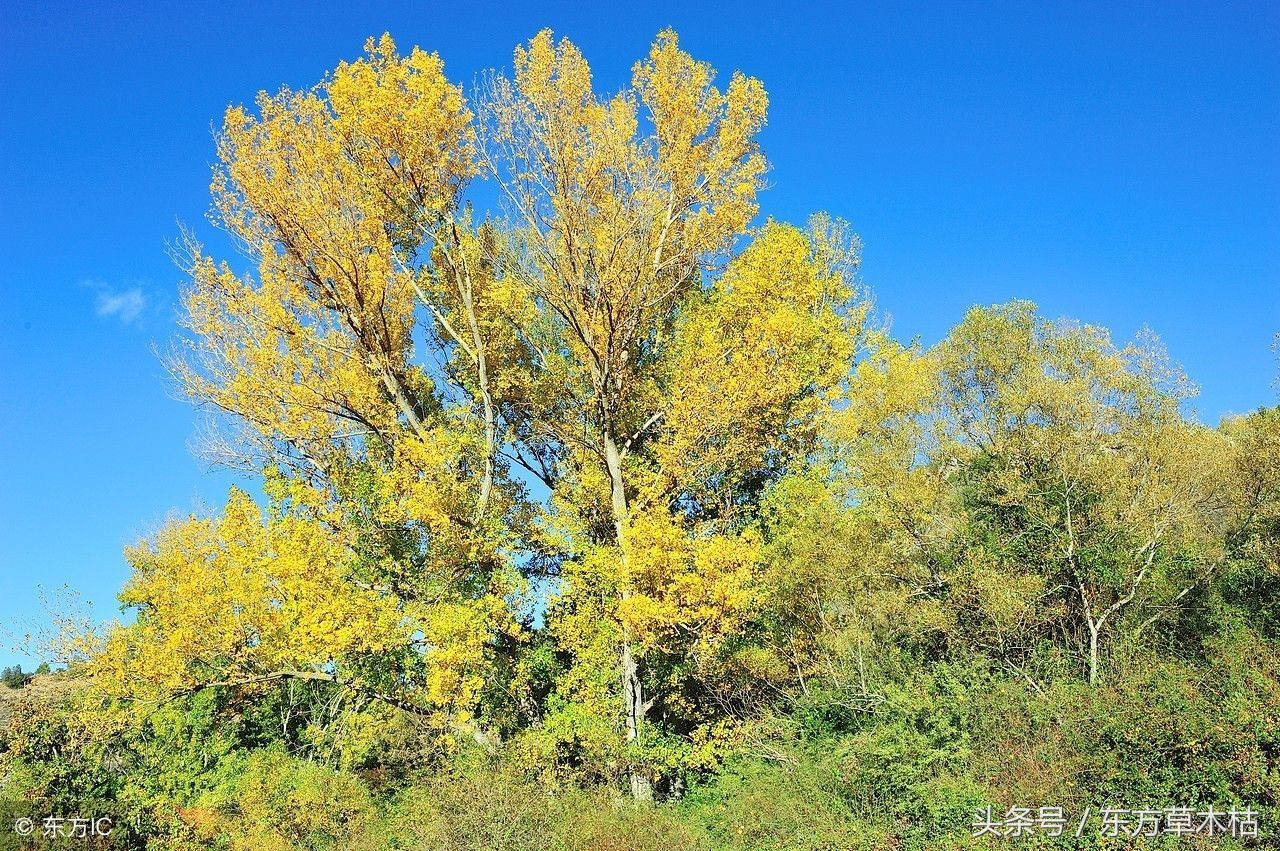 赞美杨树的诗句经典,描写杨树春天的诗句