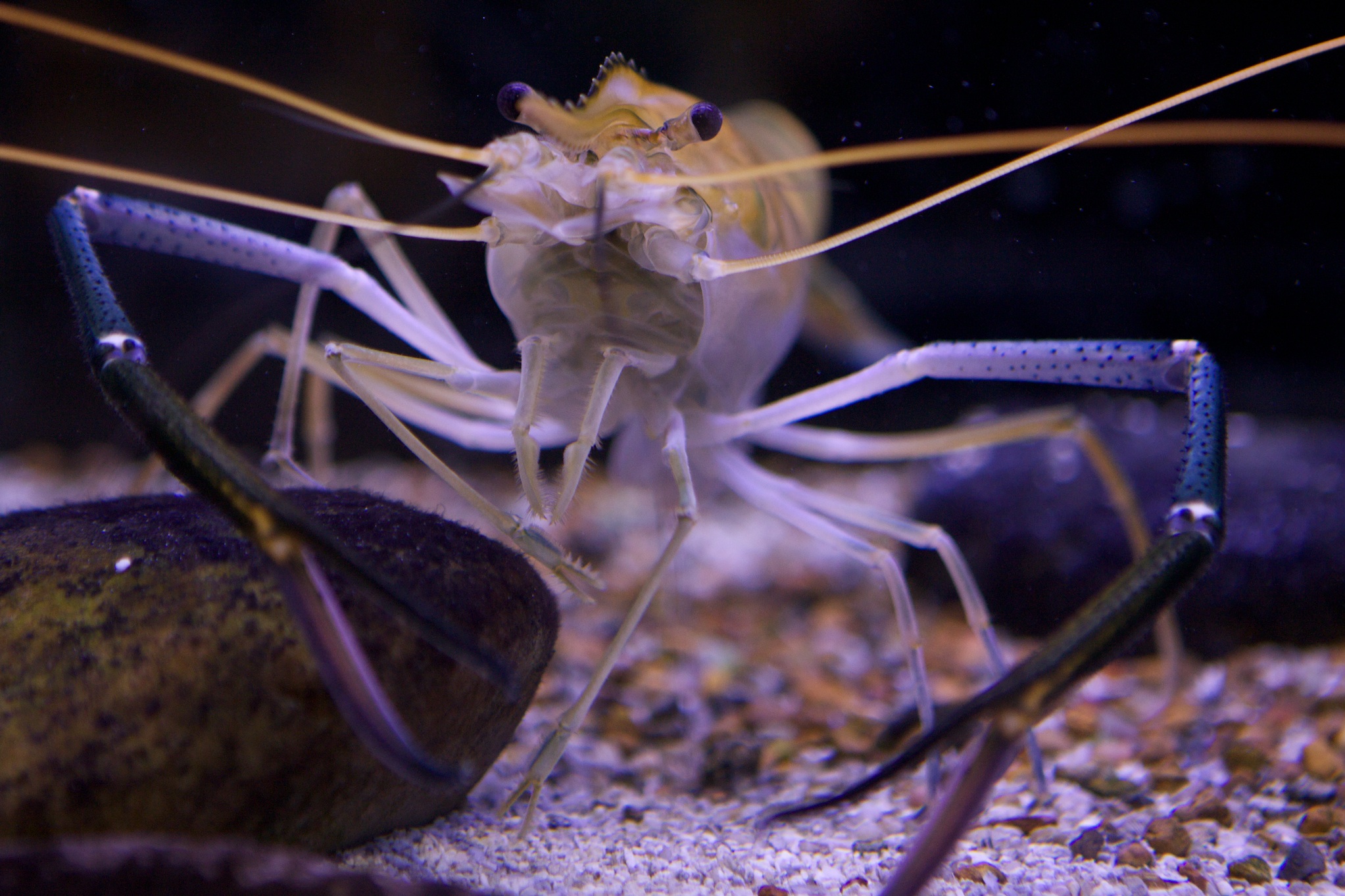 罗氏沼虾养殖技术与方法,罗氏沼虾养殖技术和方法