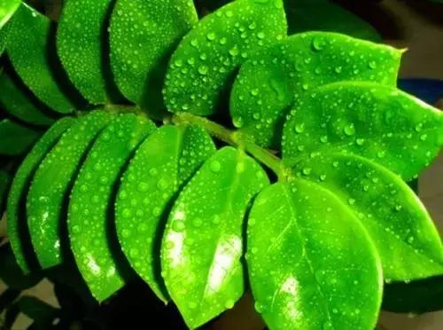 金钱树的养殖方法与技巧,金钱树的养殖方法和注意事项