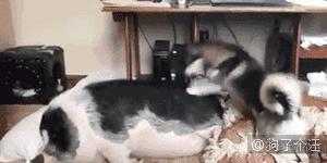 求生的意志力,冰淇淋求生秘籍