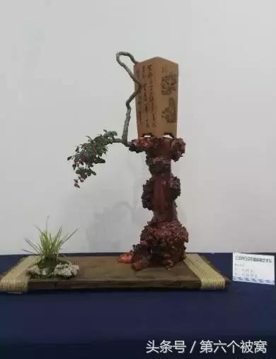 治枸杞白粉病最好的特效药,枸杞白粉病最快的治疗方法