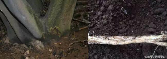 柑橘溃疡病黄化专用药,柑橘黄化病的原因和解决方法