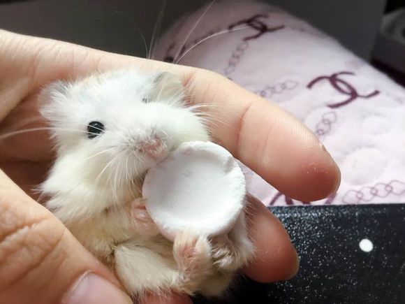 小仓鼠养了3个月后很凶,刚从宠物店带回来的仓鼠