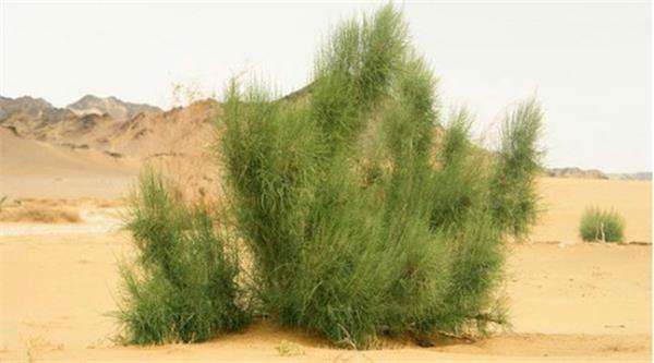 蚂蚁森林未来前景,蚂蚁森林万亿