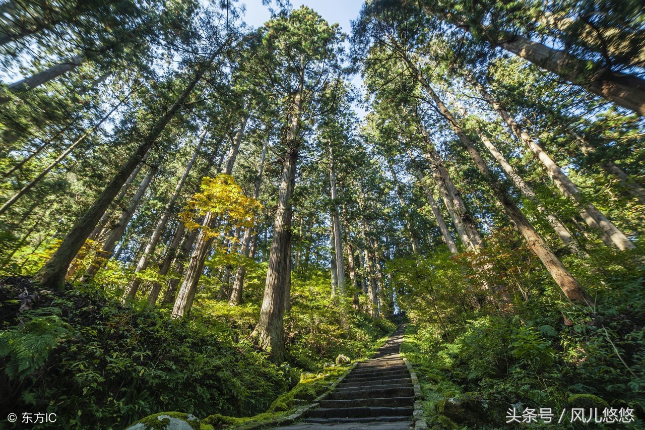 种植85亩杉木值多少钱,种杉木赚钱吗