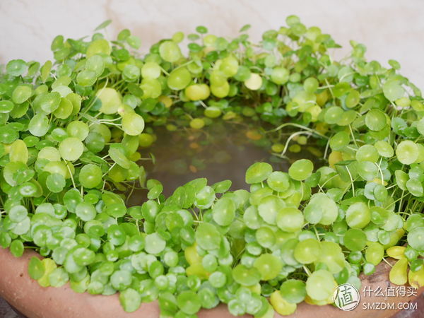 松下gx85微单价格,速度与激情85讲解