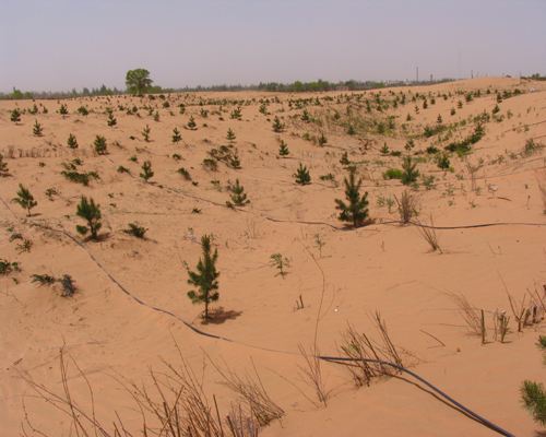 蚂蚁森林未来前景,蚂蚁森林万亿