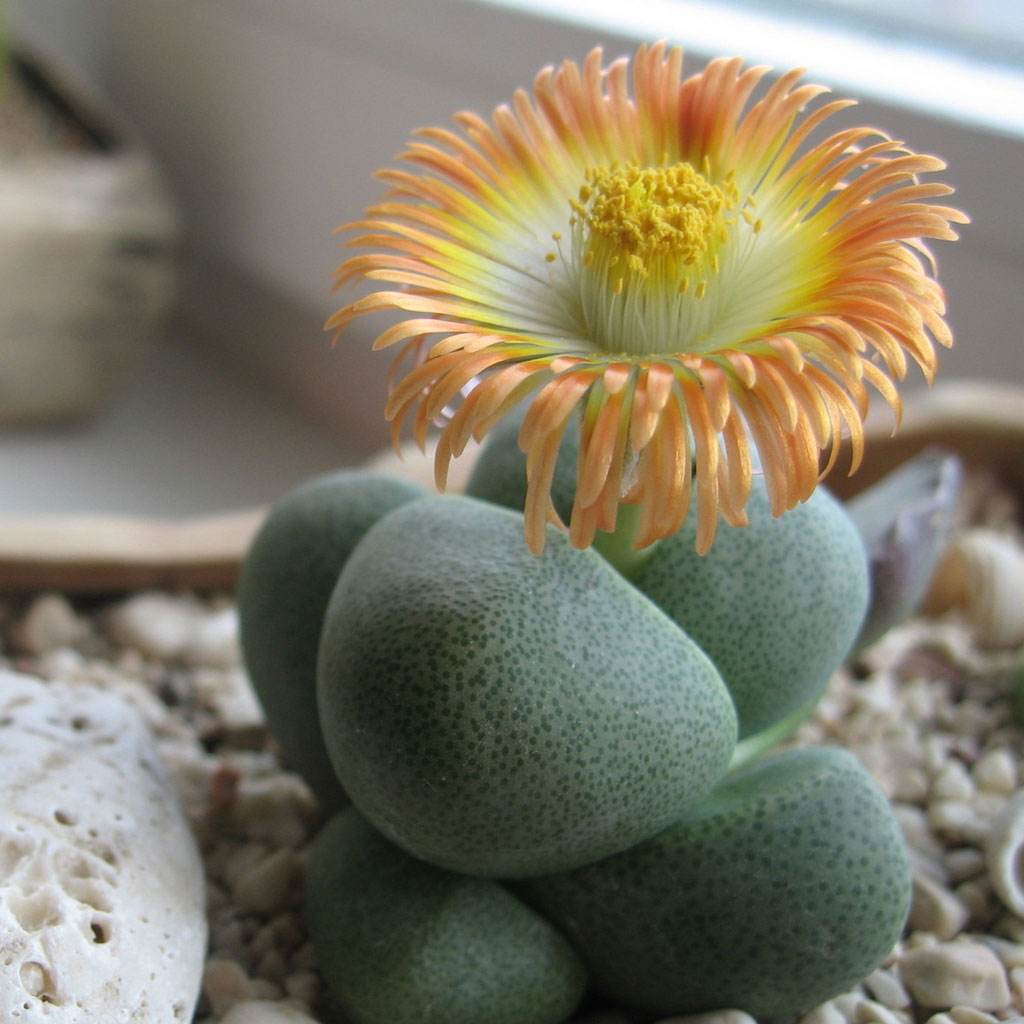 多肉生石花绿色是什么品种,多肉植物生石花干瘪软