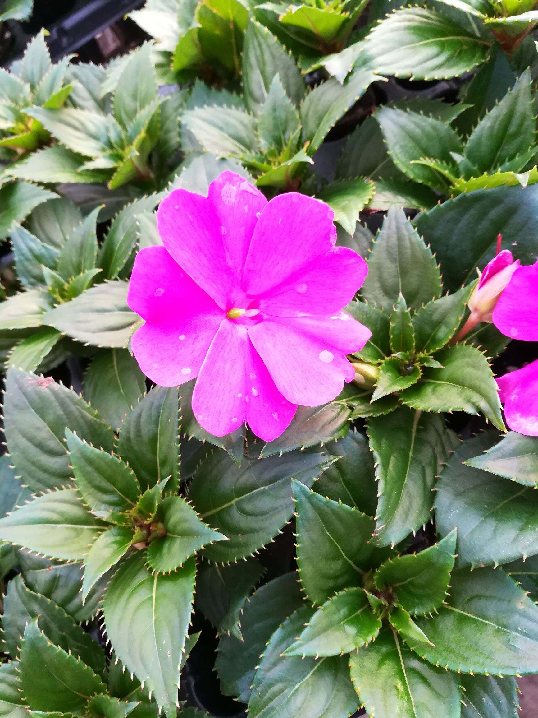 新几内亚凤仙,新几内亚凤仙怎么养