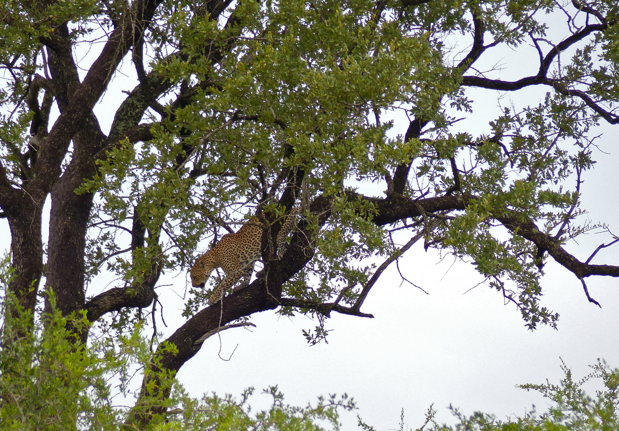 豹子在非洲的地位如何？有什么敌人或者对手吗？