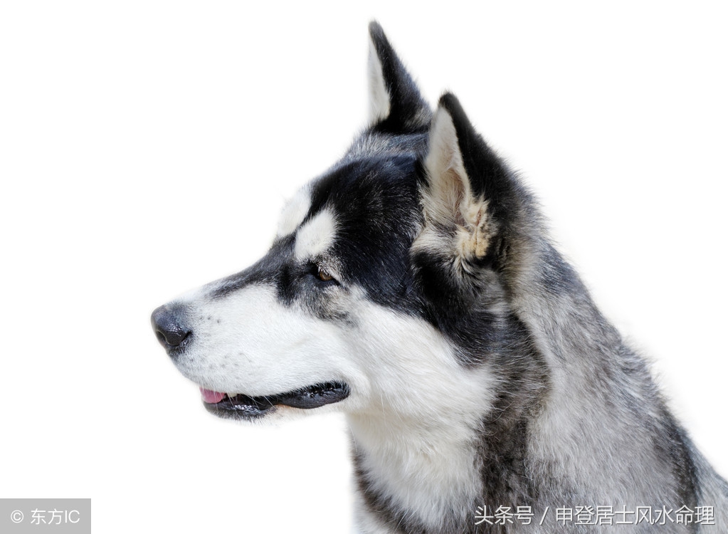 生肖羊和生肖狗可以生意往来吗,生肖羊和狗一起合作合不合