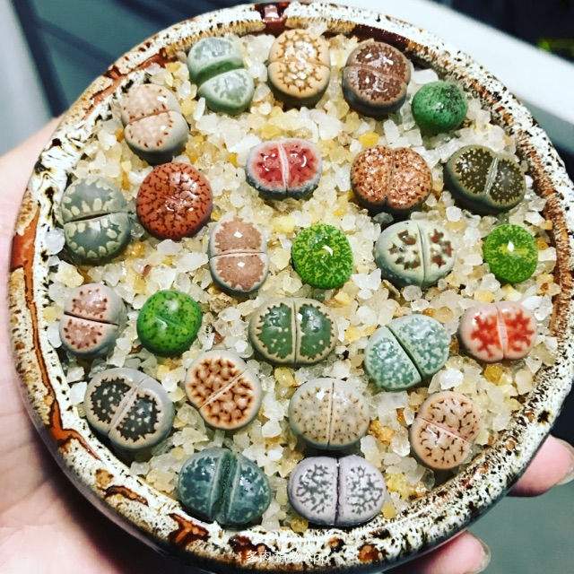 多肉生石花开花后会怎样,生石花多肉中间是空的