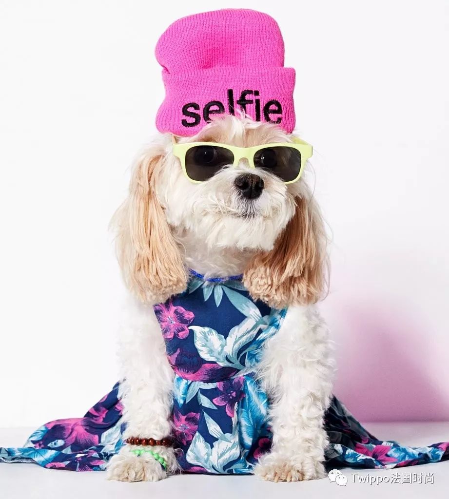 吐槽完了狗年单品，你给你的狗主子买了什么？