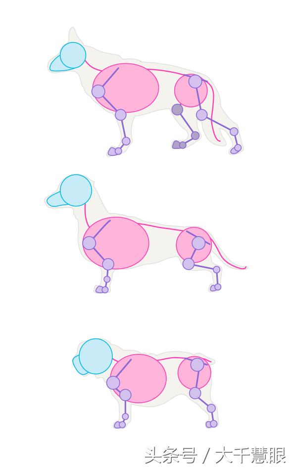 学画狗教程,狗狗造型大全教程初学