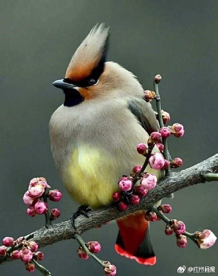 年会抽中11万元,年会抽中iphone