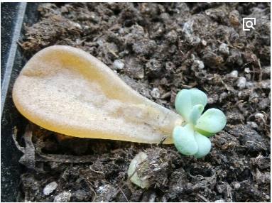 多肉冻伤后没有化水能活过来吗,冬季多肉被冻伤怎样处理恢复快