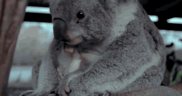 呆萌嗜睡的澳洲国宝居然是吃“屎”长大的
