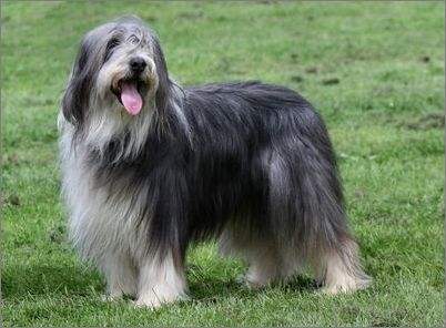 akc认证的犬种,akc认可的148个犬种